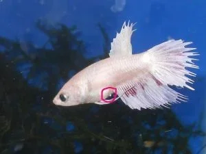 How You Get a Female Betta Fish Pregnant