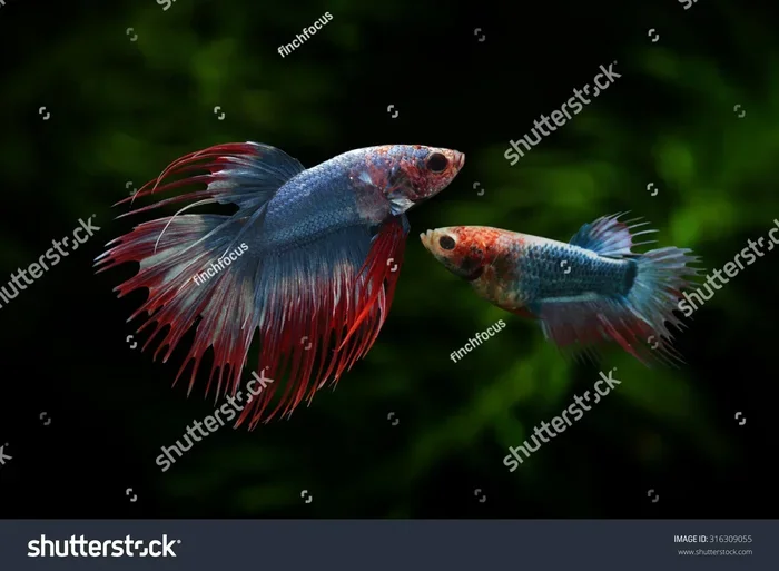 How Can You Tell When a Betta Fish Is Pregnant