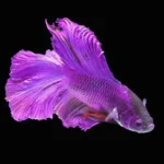 Are Purple Betta Fish Rare