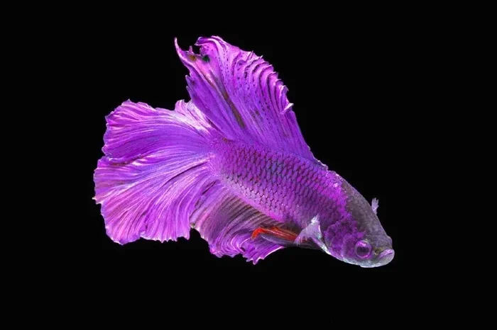 Are Purple Betta Fish Rare