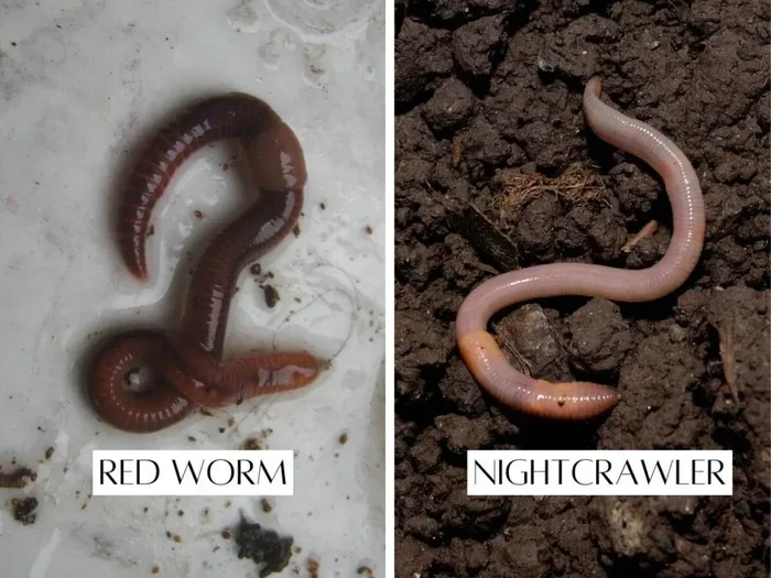Are Red Worms or Nightcrawlers Better for Fishing
