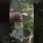 How to Release a Betta Fish