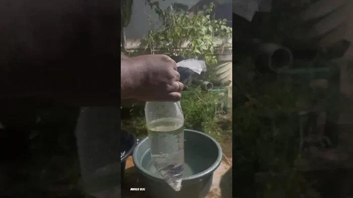 How to Release a Betta Fish