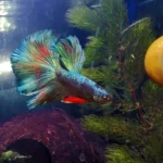 How to Resuscitate a Dead Betta Fish