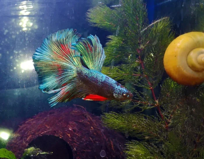 How to Resuscitate a Dead Betta Fish