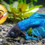 How to Revive Your Betta Fish
