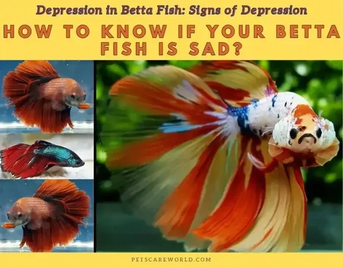 How to Tell If Your Betta Fish Is Depressed