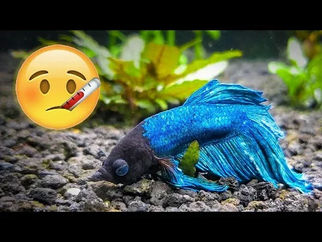 Do Betta Fish Get Sad