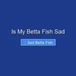 Is My Betta Fish Sad