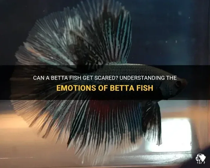 How to Tell If Your Betta Fish Is Scare