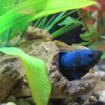 How to Stop Scared Betta Fish