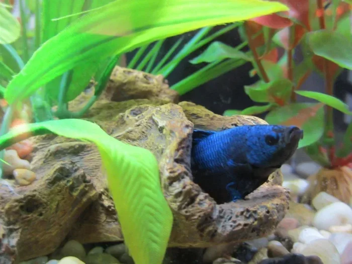 How to Stop Scared Betta Fish