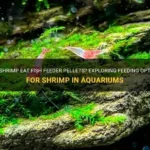 Is Shrimp Better Than Feeder Fish for Fish