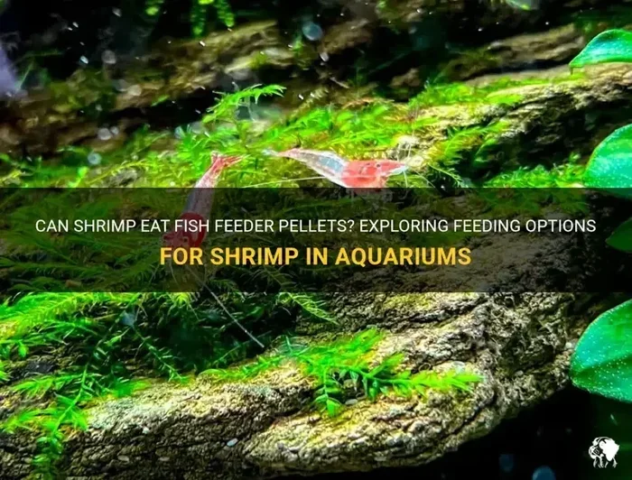 Is Shrimp Better Than Feeder Fish for Fish