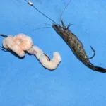 What Caches Fish Better in Salt Water Shrimp or Sqid