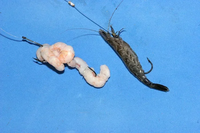 What Caches Fish Better in Salt Water Shrimp or Sqid
