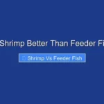 Is Shrimp Better Than Feeder Fish