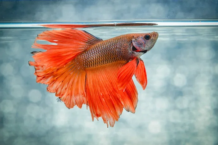 Is a Siamese Fighting Fish a Betta Fish