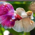 How Were Betta Fish Created