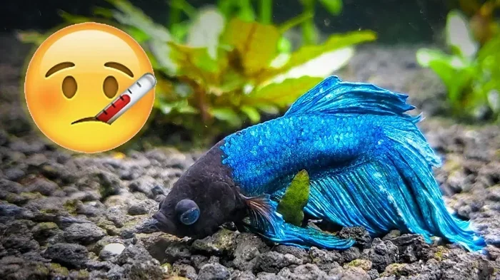 How to Care for My Sick Betta Fish