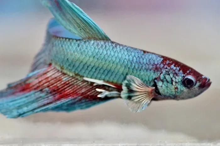 How to Treat Bladder Infections in Betta Fish