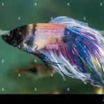 Is My Betta Fish Sick or Old
