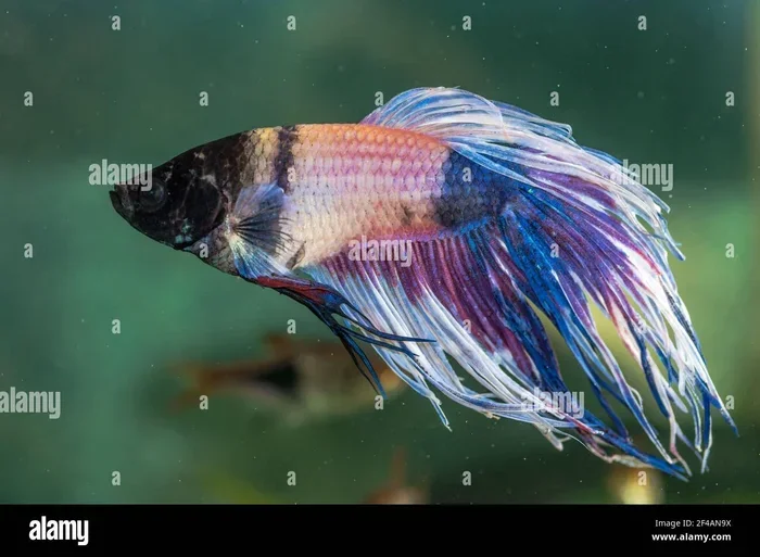 Is My Betta Fish Sick or Old