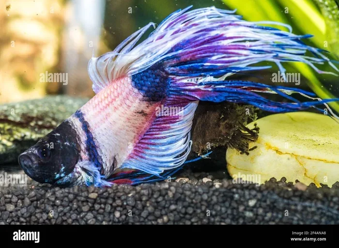 How Can You Tell If A Betta Fish Is Sick And Dying