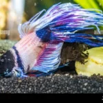 How Do You Know When Your Betta Fish Is Dying
