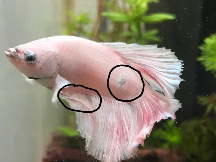 How to Tell Your Betta Fish Is Sick