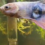Is My Betta Fish Sick or Dying