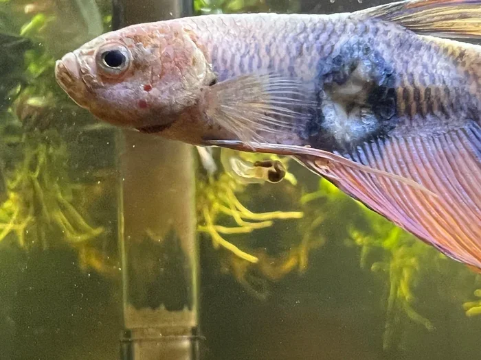 Is My Betta Fish Sick or Dying