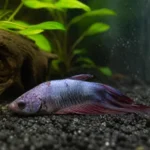 How to Save Your Dying Betta Fish