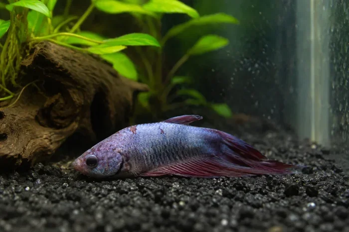 How to Save Your Dying Betta Fish