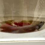 Is My Betta Fish About to Die