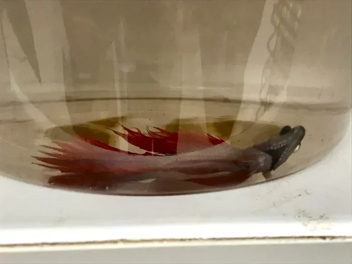 Is My Betta Fish About to Die