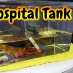 How to Revive a Sick Betta Fish