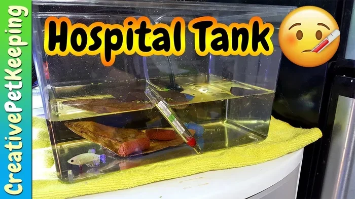 How to Revive a Sick Betta Fish