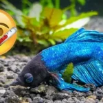How to Rescue a Sick Betta Fish from a Store