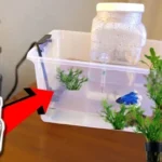 How to Rescue a Sick Betta Fish