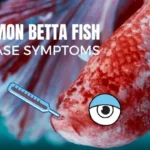 How Can You Tell If Betta Fish Has Disease