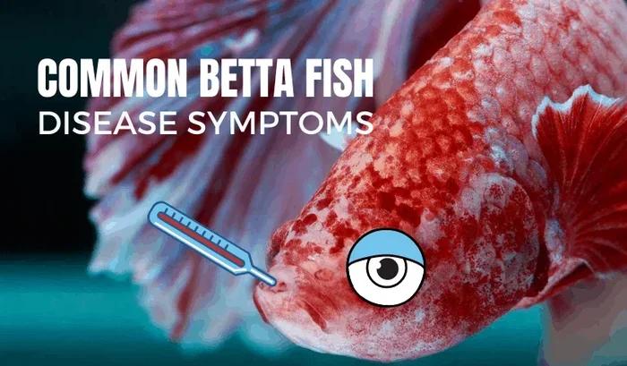 How Can You Tell If Betta Fish Has Disease