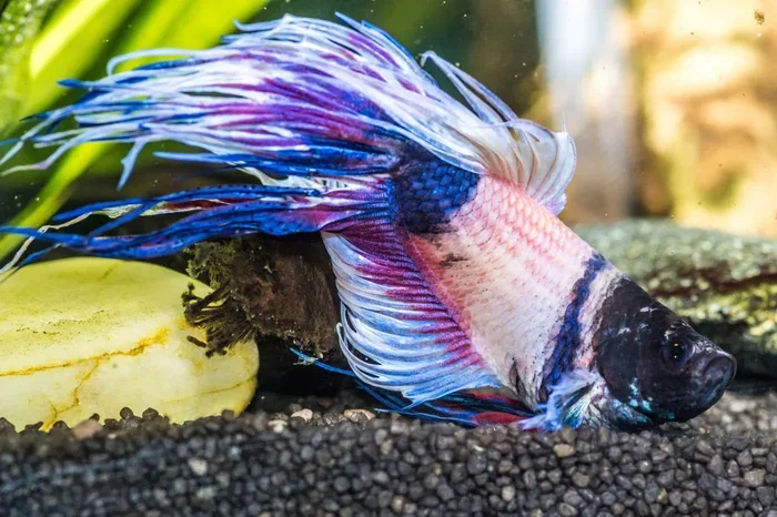 How Can You Tell When Your Betta Fish Is Sick