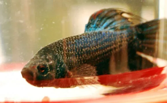 How Do I Tell If My Betta Fish Is Sick