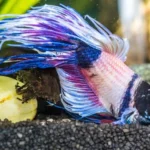 How to Care of a Unhealthy Betta Fish