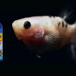 How to Treat Betta Fish Swim Bladder Disease Cuteness