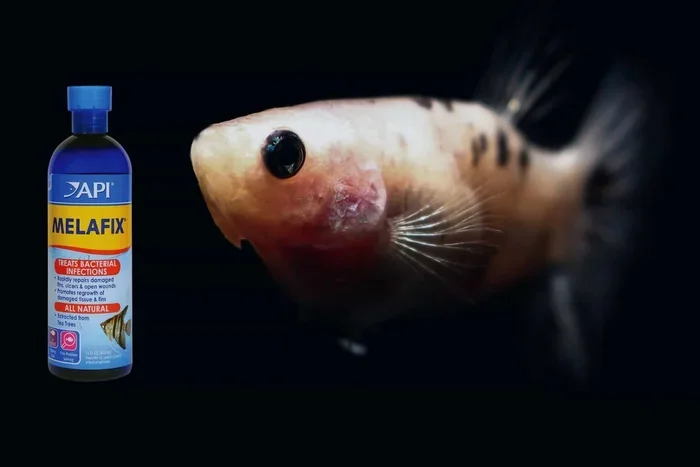 How to Treat Betta Fish Swim Bladder Disease Cuteness