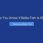 How Do You Know If Betta Fish Is Sleeping