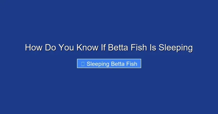 How Do You Know If Betta Fish Is Sleeping