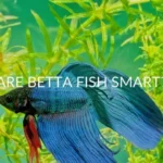 How Smart Are Fish Betta